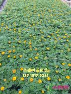 孔雀草