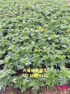 孔雀草