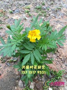 孔雀草
