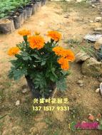 孔雀草