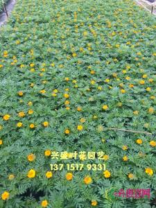 孔雀草